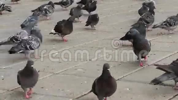 一堆鸽子喂食视频的预览图
