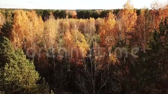 航拍垂直镜头秋季混交林视频的预览图