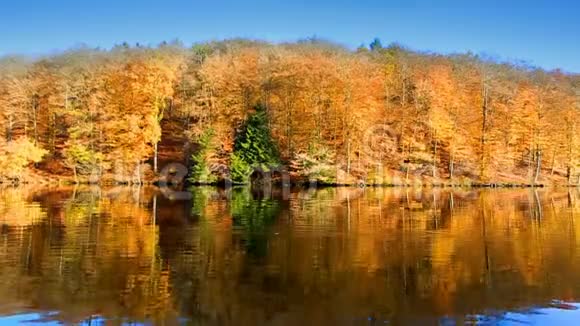 黄秋树和林湖德国的秋树视频的预览图