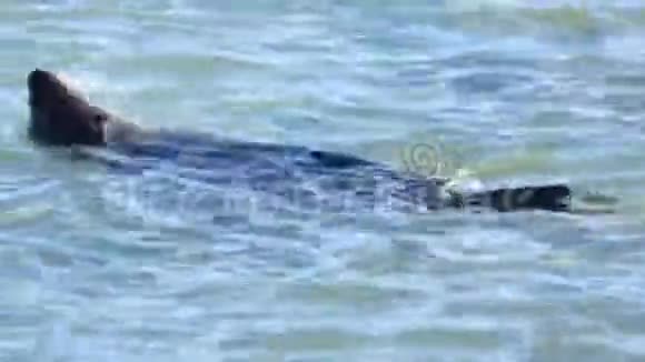 海豹在海里嬉戏游泳视频的预览图