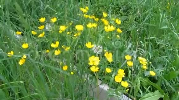 风把红毛的黄色草甸花敲在高春草和蒲公英之间27年代视频的预览图