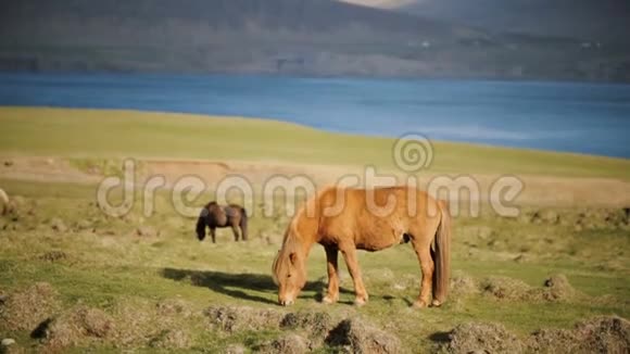 美丽的冰岛姜马在草地上放牧城外临水的动物养殖场视频的预览图