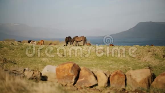 风景秀丽的冰岛野马群一起走在水边的田野上吃着草视频的预览图