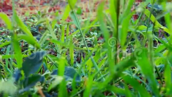鲜绿草低角度随风吹摄像机位于地面它是静态的视频的预览图