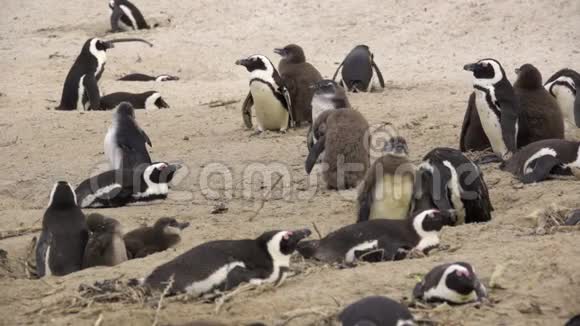 一群企鹅和雏鸟视频的预览图