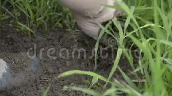 中国农民种植农作物的近景视频的预览图