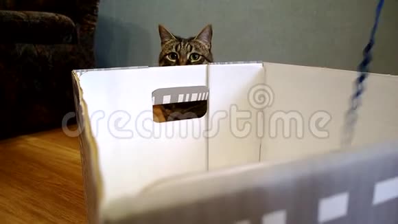 游戏主人和他的猫猫躲在盒子后面的房间里视频的预览图
