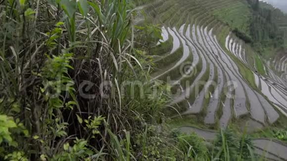 山坡上的稻田视频的预览图