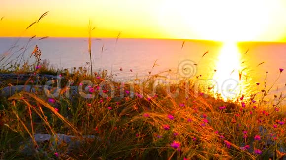 海岸带小紫罗兰的沙漠草视频的预览图