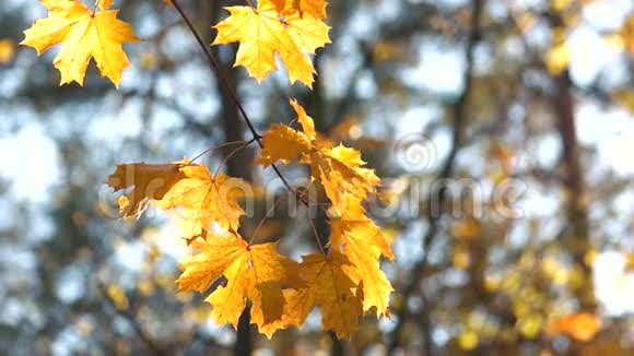 温暖的阳光透过金色的秋叶照耀视频的预览图