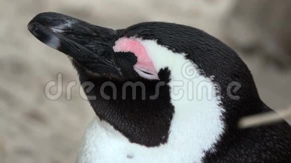 一只非洲企鹅的头部近距离拍摄视频的预览图