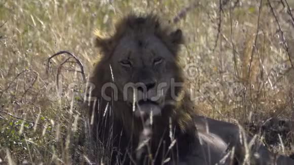 休息的雄狮转过头来视频的预览图