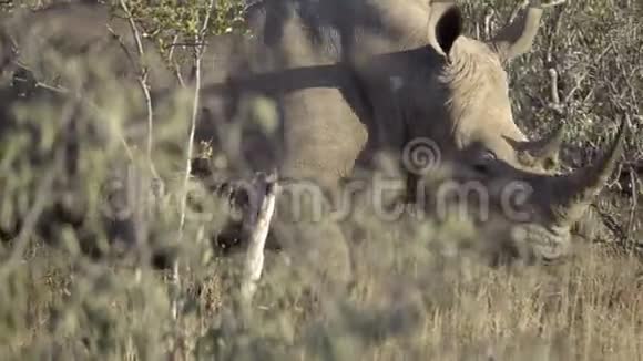 一群濒临灭绝的犀牛离开视频的预览图