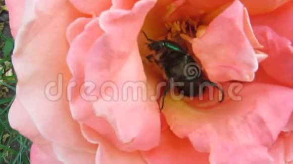 一只巨大的绿色发亮的金龟子玫瑰花剪了它的触角坐在一朵美丽的粉红色玫瑰花中50年代视频的预览图