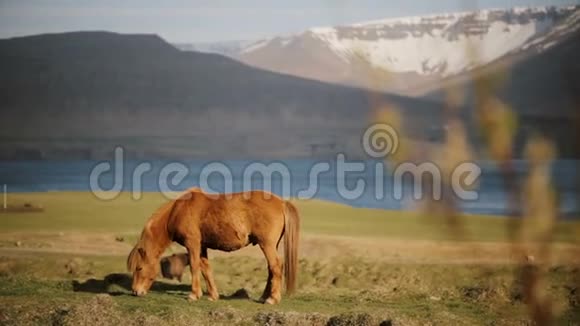 美丽的生姜冰岛马吃草在田野上放牧城外的农场或牧场视频的预览图