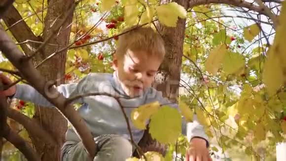 孩子爬了一棵树他玩浆果和黄叶明媚的秋天阳光明媚的一天户外娱乐视频的预览图