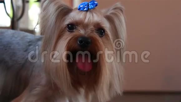 约克郡猎犬的肖像她头上的蓝弓视频的预览图