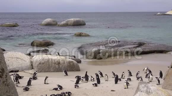 企鹅们站在博尔德海滩上视频的预览图