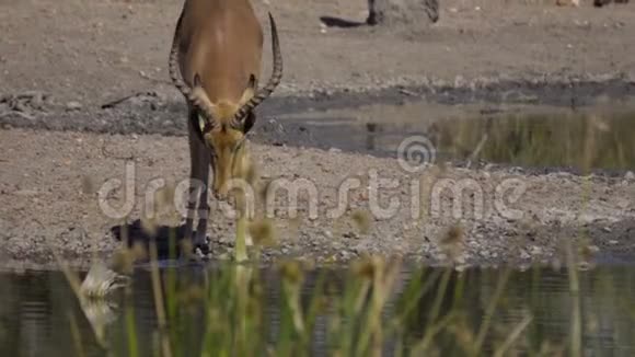 红嘴牛虫以黑斑羚公羊昆虫为食视频的预览图