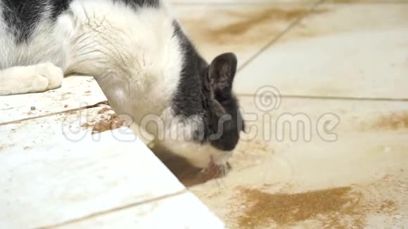 黑白猫喝水视频的预览图