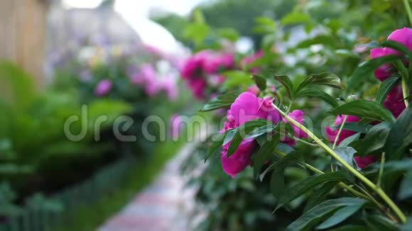 开花园花孩子沿着小路沿着花跑男孩在花园里玩快乐视频的预览图