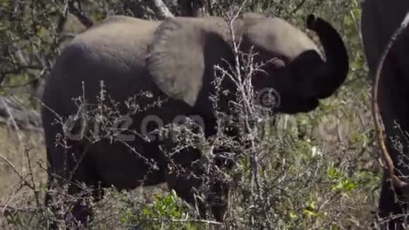小象站在它的母亲附近视频的预览图