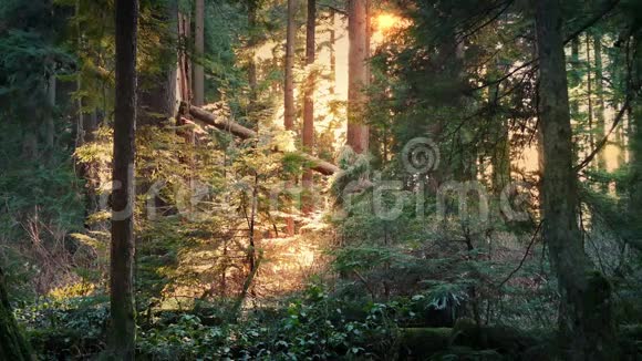 宁静的森林在午后的阳光下升起视频的预览图