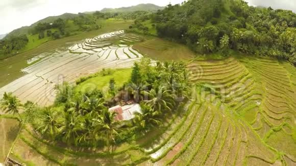 鸟瞰博霍岛梯田稻田菲律宾美丽的自然菲律宾人视频的预览图
