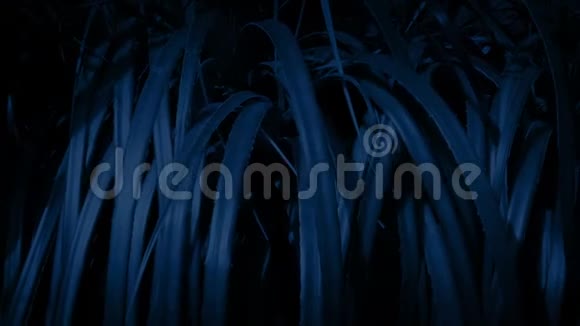 晚上路过刺鼻的丛林植物视频的预览图