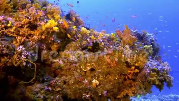 马尔代夫珊瑚背景下明亮的橙色鱼学校视频的预览图