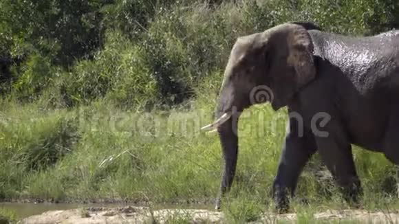 巨大的牛象踏入河流视频的预览图