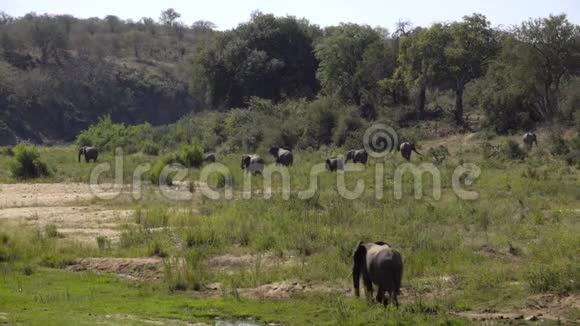 在郁郁葱葱的绿色河岸上放牧的大象群视频的预览图