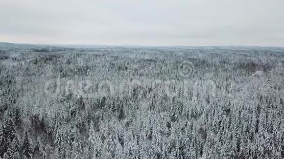 在寒冷的冬天在大树林上空高飞的照相机视频的预览图
