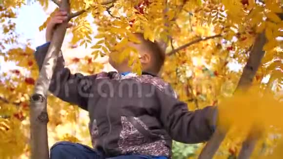 孩子爬了一棵树他玩罗文浆果和黄叶明媚的秋天阳光明媚的一天户外娱乐视频的预览图