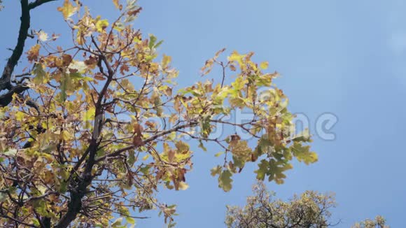 橡树枝头随风摇曳橡树的黄色叶子微微移动背景上的蓝天美丽美丽视频的预览图