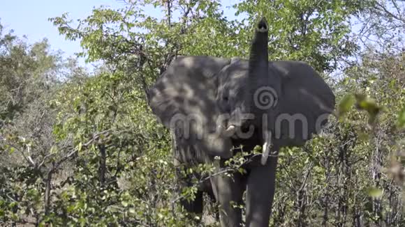 有弯曲獠牙的大象闻着树干视频的预览图