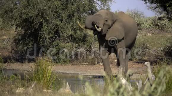牛象从树干上喝水视频的预览图