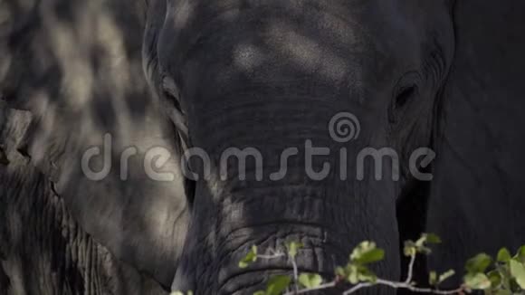 在树荫下近距离观看大象的头部视频的预览图