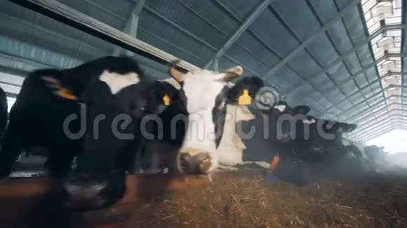 很多牛在牛棚里关门视频的预览图