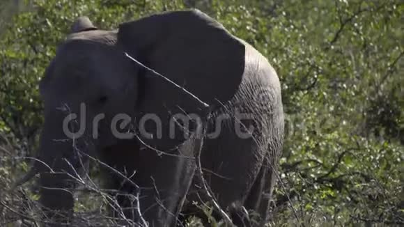 小雄象在灌木丛中行走视频的预览图