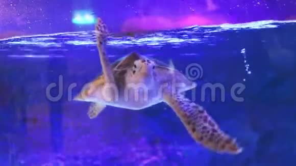 海龟在水族馆里游泳泰国曼谷海洋馆视频的预览图
