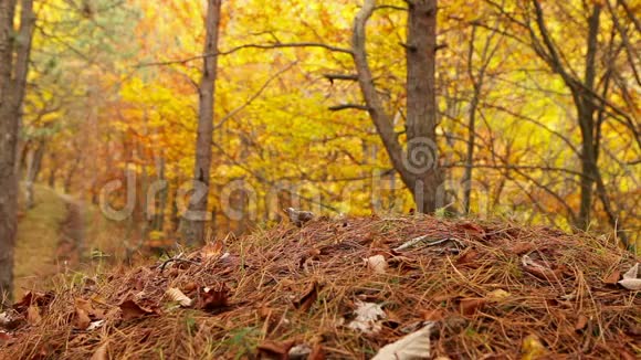年轻有活力的女性背着背包在秋天的森林里散步视频的预览图