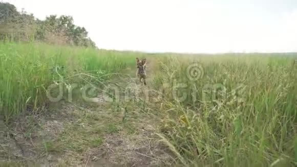 狗在草地上跑追逐移动相机慢镜头视频的预览图