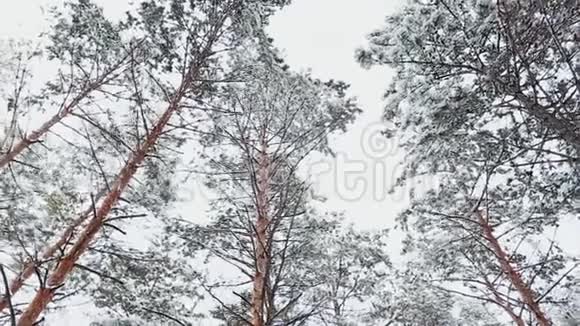 雪林中的天空景色在寒冷的冬天高大的云杉树被雪覆盖视频的预览图