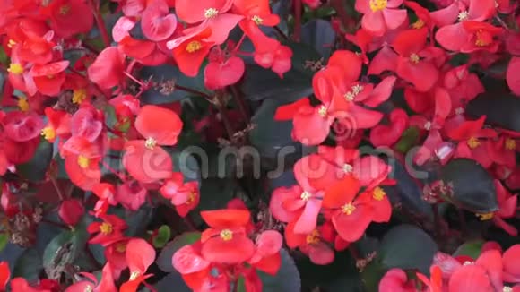 秋海棠一组半花生植物有红花和青铜蜡叶生长在春天公园的花坛里视频的预览图