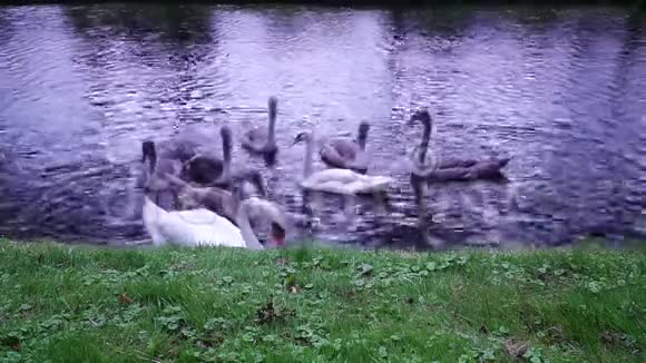 天鹅鹅鹿特丹的鸭子旅行视频的预览图