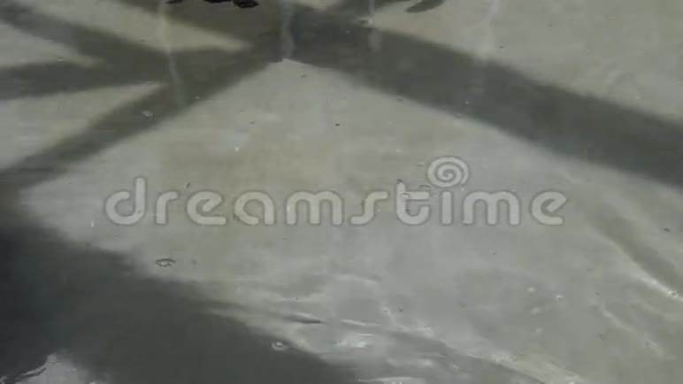 龟在盐水池里视频的预览图