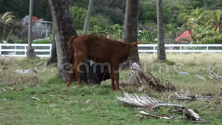 一头年轻的公牛在热带椰子园视频的预览图