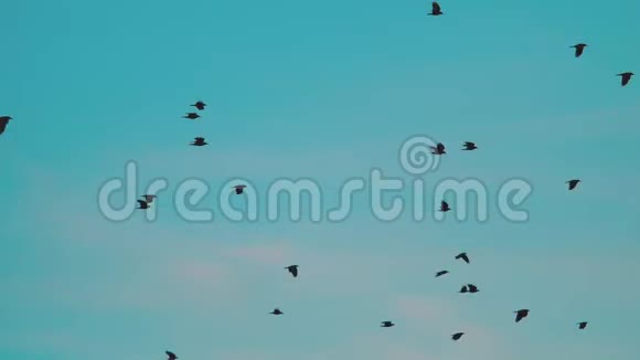 鸟儿在天空中盘旋着一群乌鸦鸟儿成群结队地在天空中盘旋鸟很多乌鸦群的概念视频的预览图