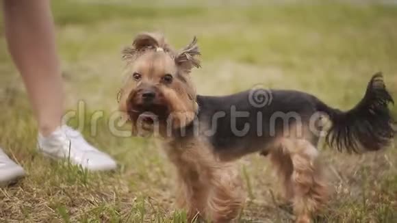 家庭宠物动物和人的概念快乐夫妇与狗在公园散步视频的预览图